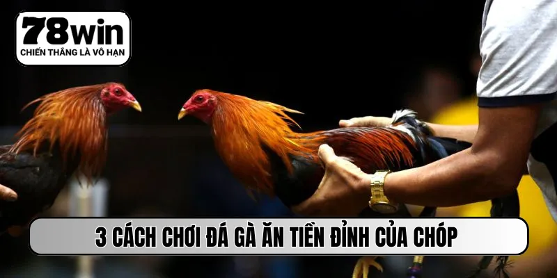 3 cách chơi đá gà ăn tiền đỉnh của chóp