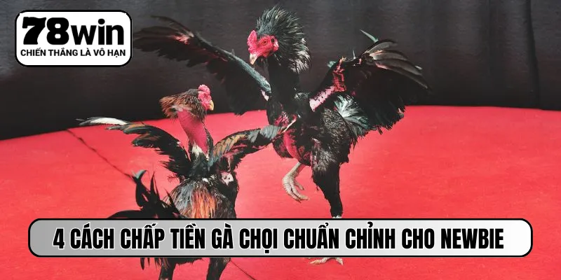 4 cách chấp tiền gà chọi chuẩn chỉnh cho newbie
