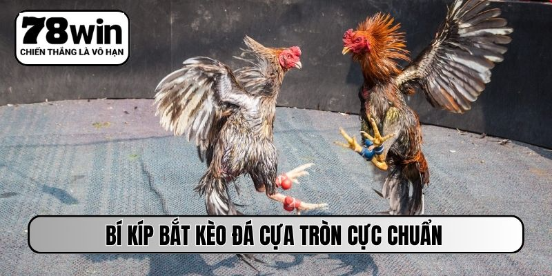 Bí kíp bắt kèo đá cựa tròn cực chuẩn
