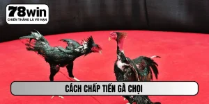 cách chấp tiền gà chọi