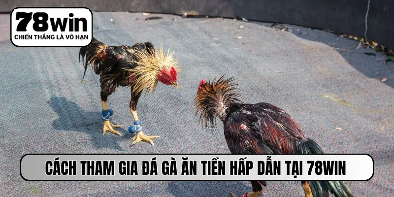 Cách tham gia đá gà ăn tiền hấp dẫn tại 78Win