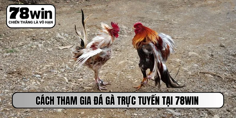Cách tham gia đá gà trực tuyến tại 78Win