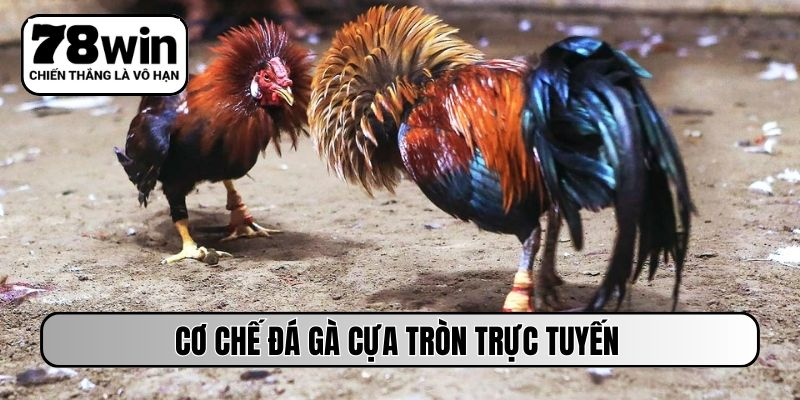 Cơ chế đá gà cựa tròn trực tuyến