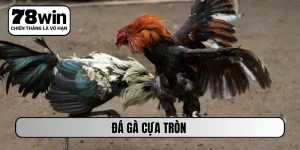 đá gà cựa tròn