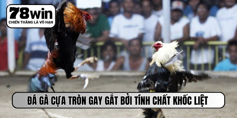 Đá gà cựa tròn gay gắt bởi tính chất khốc liệt