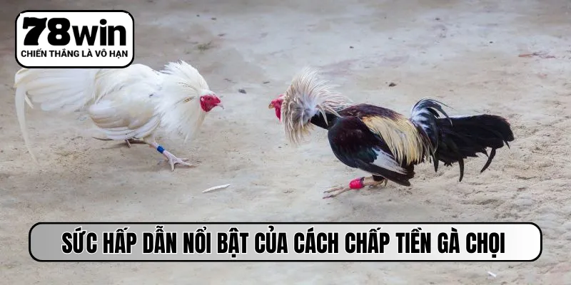 Sức hấp dẫn nổi bật của cách chấp tiền gà chọi